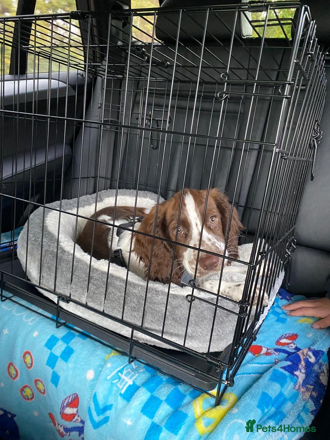 Mixed Breed dogs for sale: Puppy for sale  - Image 2