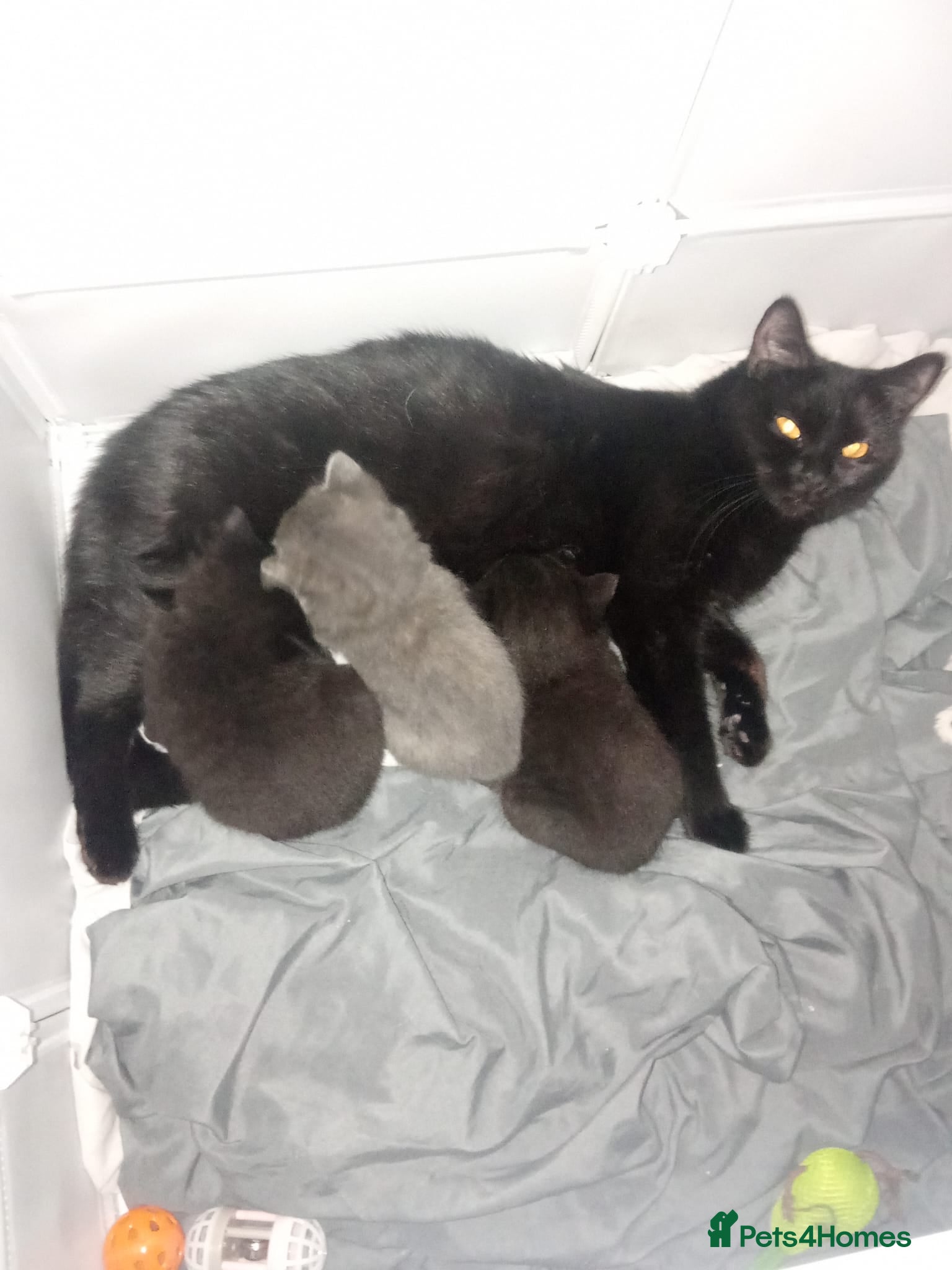 British Shorthair cats 3 beautiful  kittens ready to leave soon - Advert 15