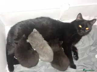 British Shorthair cats 3 beautiful kittens ready to leave soon - Advert 4