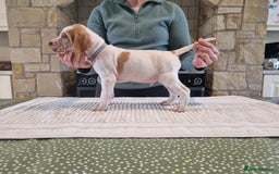 Pointer dogs for sale: 🪶 Pointer puppies 🪶 - Image 24
