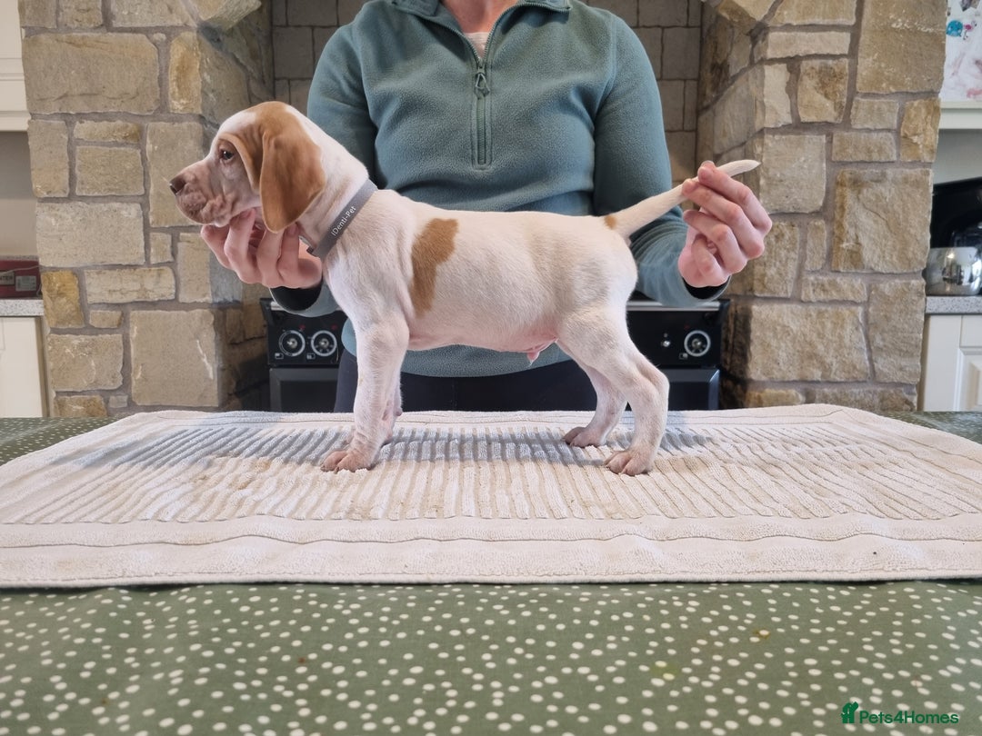 Pointer dogs for sale: 🪶 Pointer puppies 🪶 - Image 24