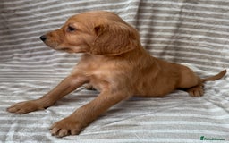 Golden Retriever dogs for sale: Ready🏡 health tested Golden Retriever babies🤍🧬 - Image 3