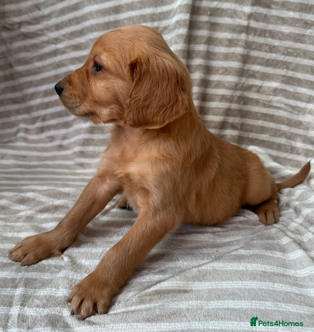 Golden Retriever dogs for sale: Ready🏡 health tested Golden Retriever babies🤍🧬 - Image 3