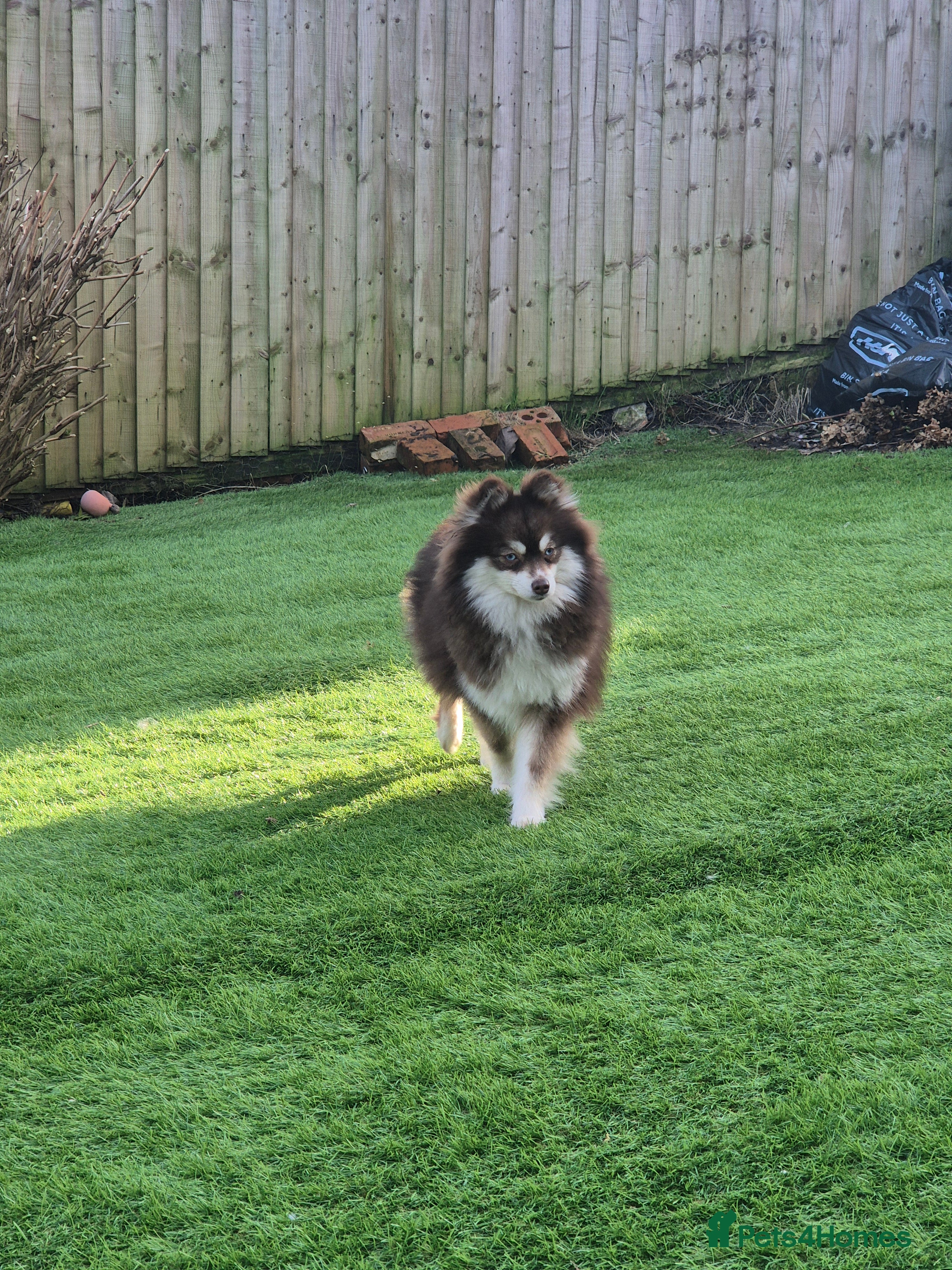 Pomsky dogs Toy pomsky female  - Advert 1