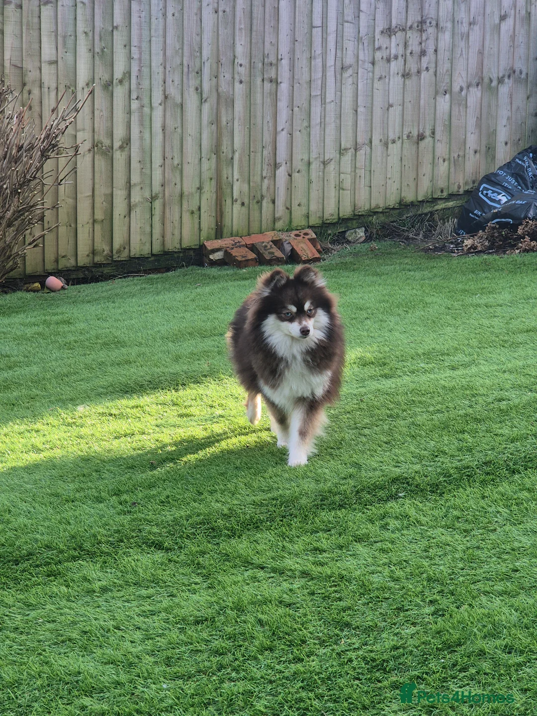 Pomsky dogs for sale: Toy pomsky female  - Advert 2