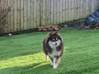 Pomsky dogs Toy pomsky female - Advert 1