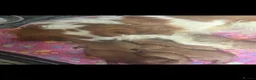 Cavapoo dogs for sale: Excessively dna health tested Cavapoo pups - Advert 32