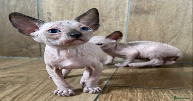 Sphynx cats - Advert 14