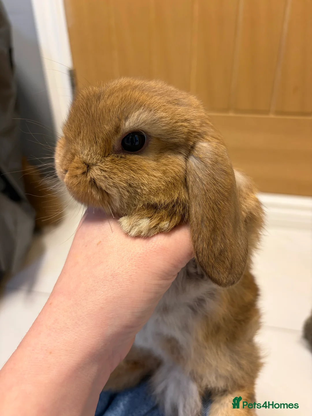 Mini Lop rabbits for sale: Gorgeous baby mini lops for sale - Advert 6