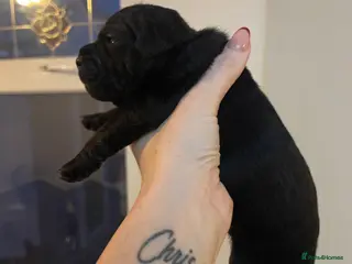 Patterdale Terrier dogs Patterdale puppies - Advert 2