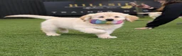 Golden Retriever dogs for sale: Advanced trained golden retrievers  - Advert 4