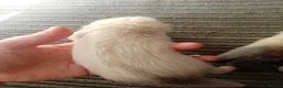 Ferret rodents for sale: 2 half micro sandy ferret males for sale  in Birmingham - Advert 5
