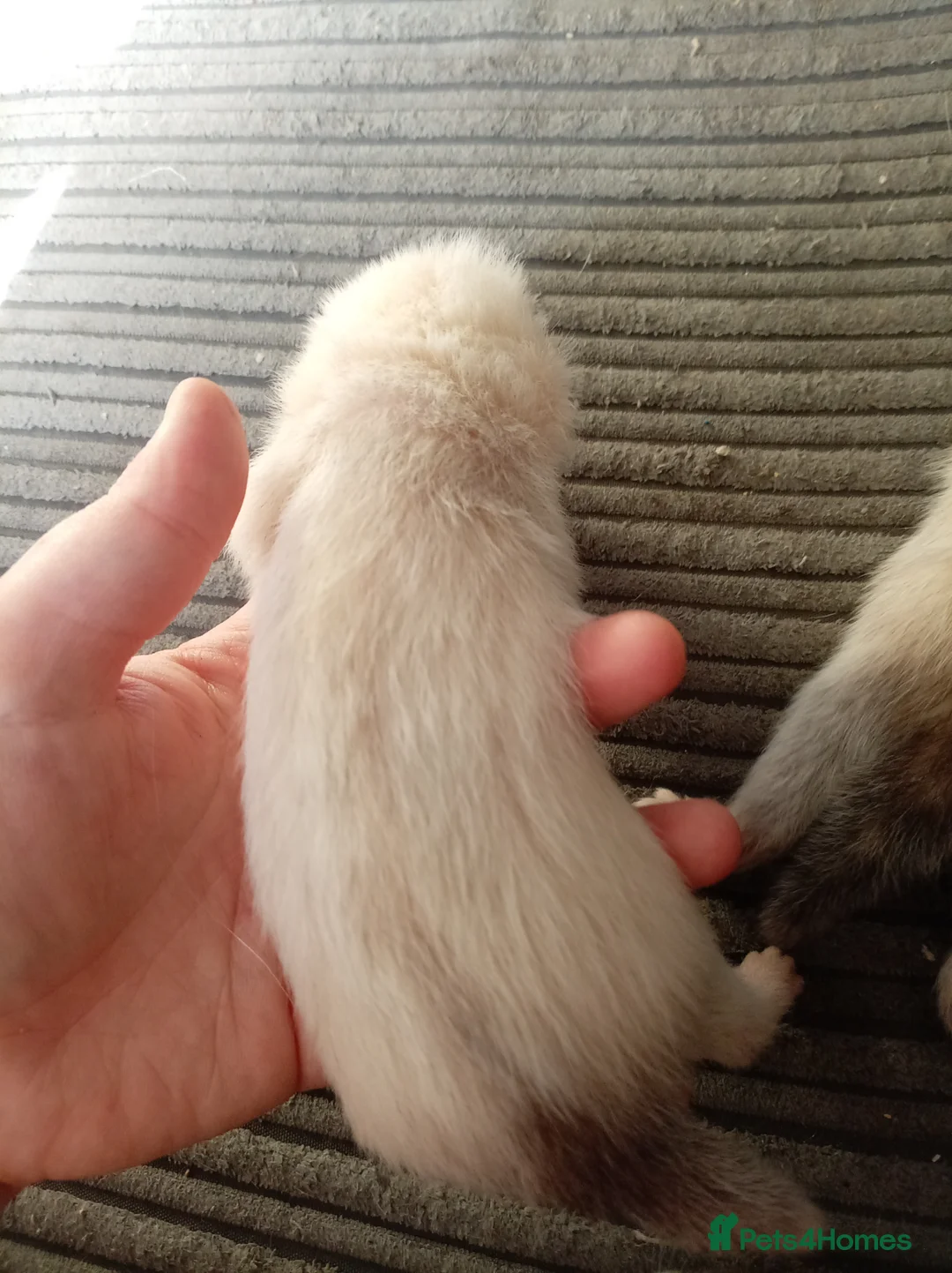 Ferret rodents for sale: 2 half micro sandy ferret males for sale  in Birmingham - Advert 5