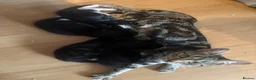 Mixed Breed cats for sale: Beautiful Kittens - Advert 1