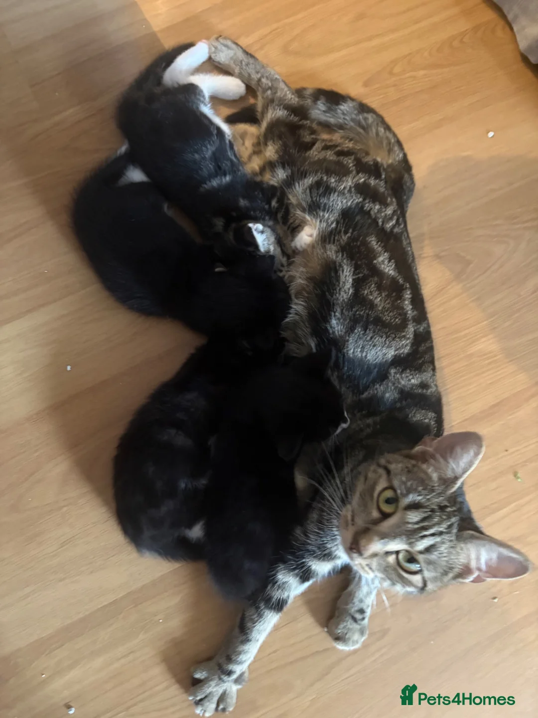 Mixed Breed cats for sale: Beautiful Kittens - Advert 1