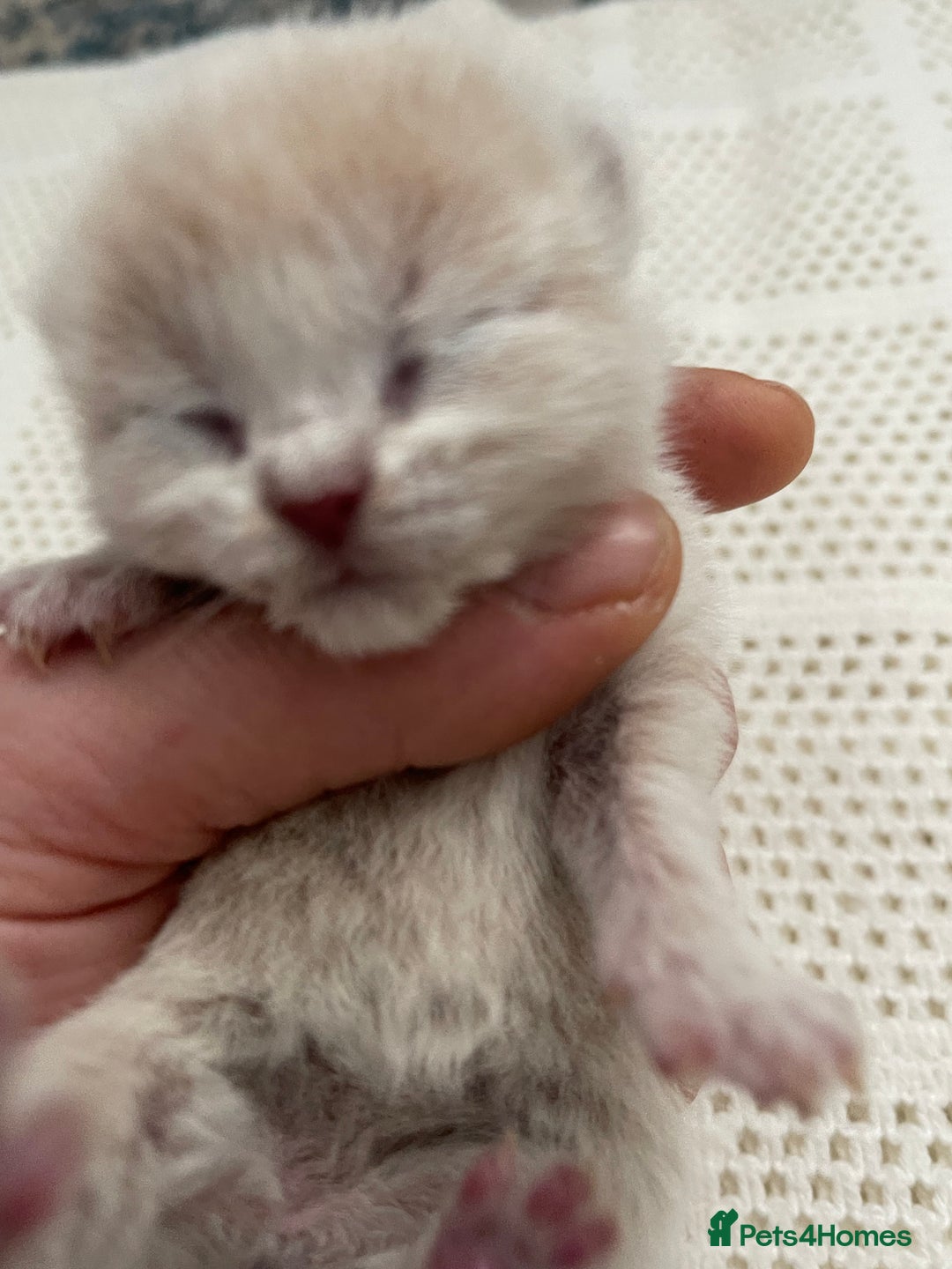 British Shorthair cats for sale: Exceptional litter of GCCF British shorthairs - Advert 11