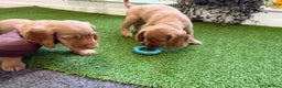 Cocker Spaniel dogs for sale: 7 Stunning Cocker Spaniel Puppies - Advert 6