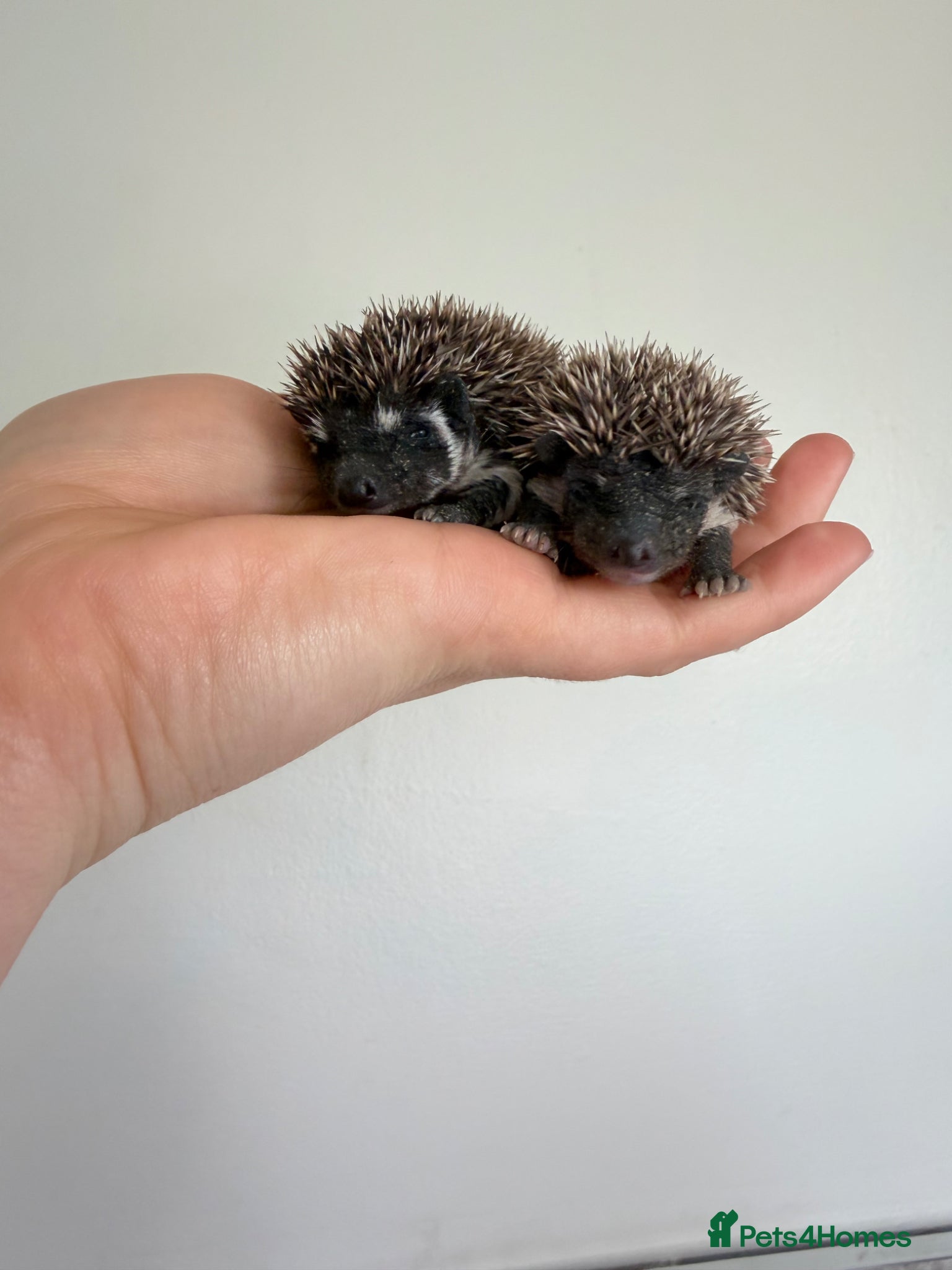 Pygmy Hedgehog rodents African Pygmy hedgehogs- litters in nest. - Advert 5