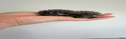 Pygmy Hedgehog rodents for sale: African Pygmy hedgehogs- litters in nest. - Advert 7