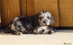 Cockapoo dogs for sale: F1 Cockapoo puppies for sale - Advert 33