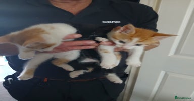 Mixed Breed cats - Advert 7
