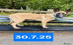 Belgian Shepherd Dog dogs for sale: KC Reg Belgian Shepherd Malinois pups for sale in Newport - Image 3