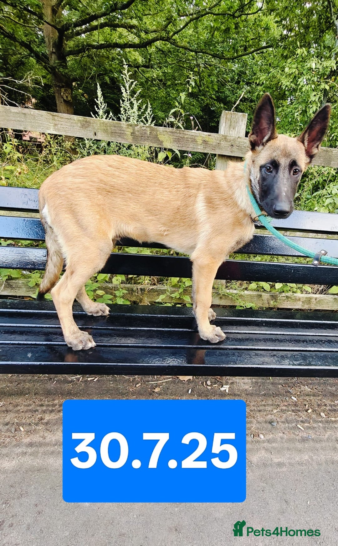 Belgian Shepherd Dog dogs for sale: KC Reg Belgian Shepherd Malinois pups for sale in Newport - Image 3