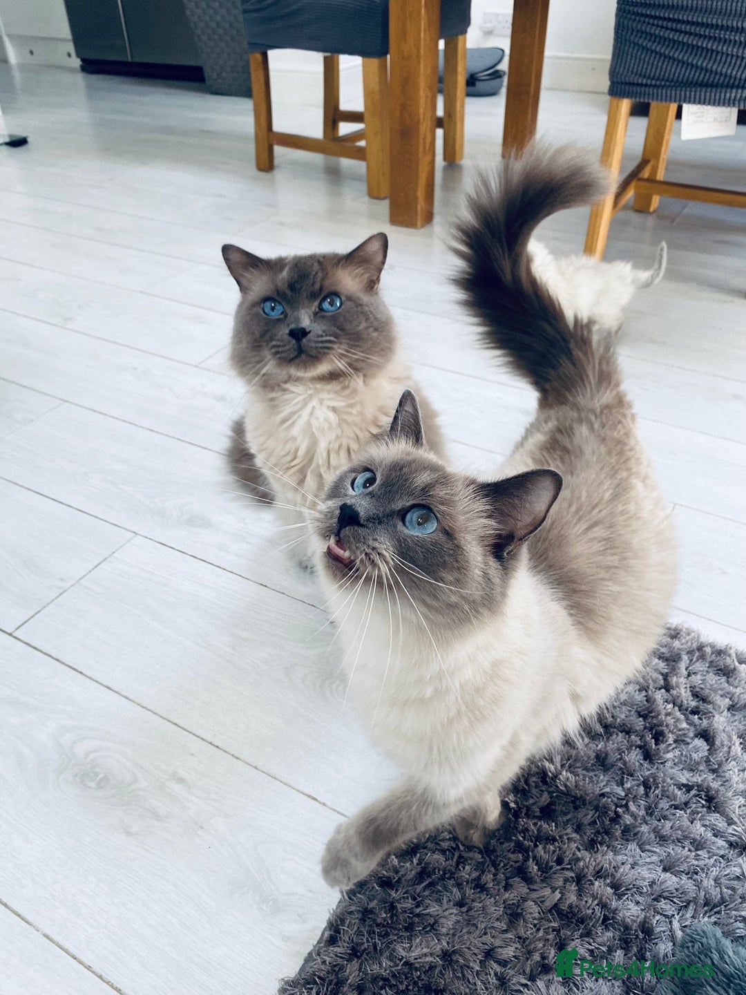 Ragdoll cats for sale: 5 beautiful blue point ragdolls - Image 9