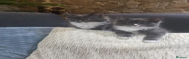 Ragcoon Kitten 3