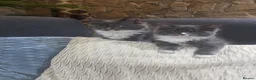 Ragcoon cats for sale: Ready 3 Ragcoons  - Advert 17