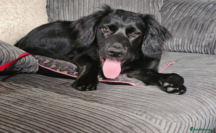 Mixed Breed dogs - Advert 1
