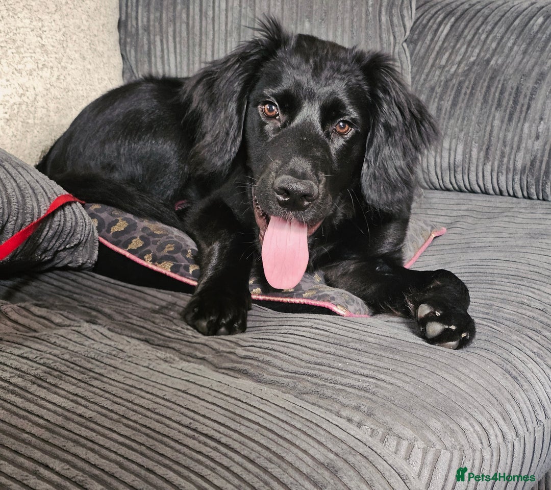 Mixed Breed dogs for sale: Loving home needed for 7 month old - Image 1