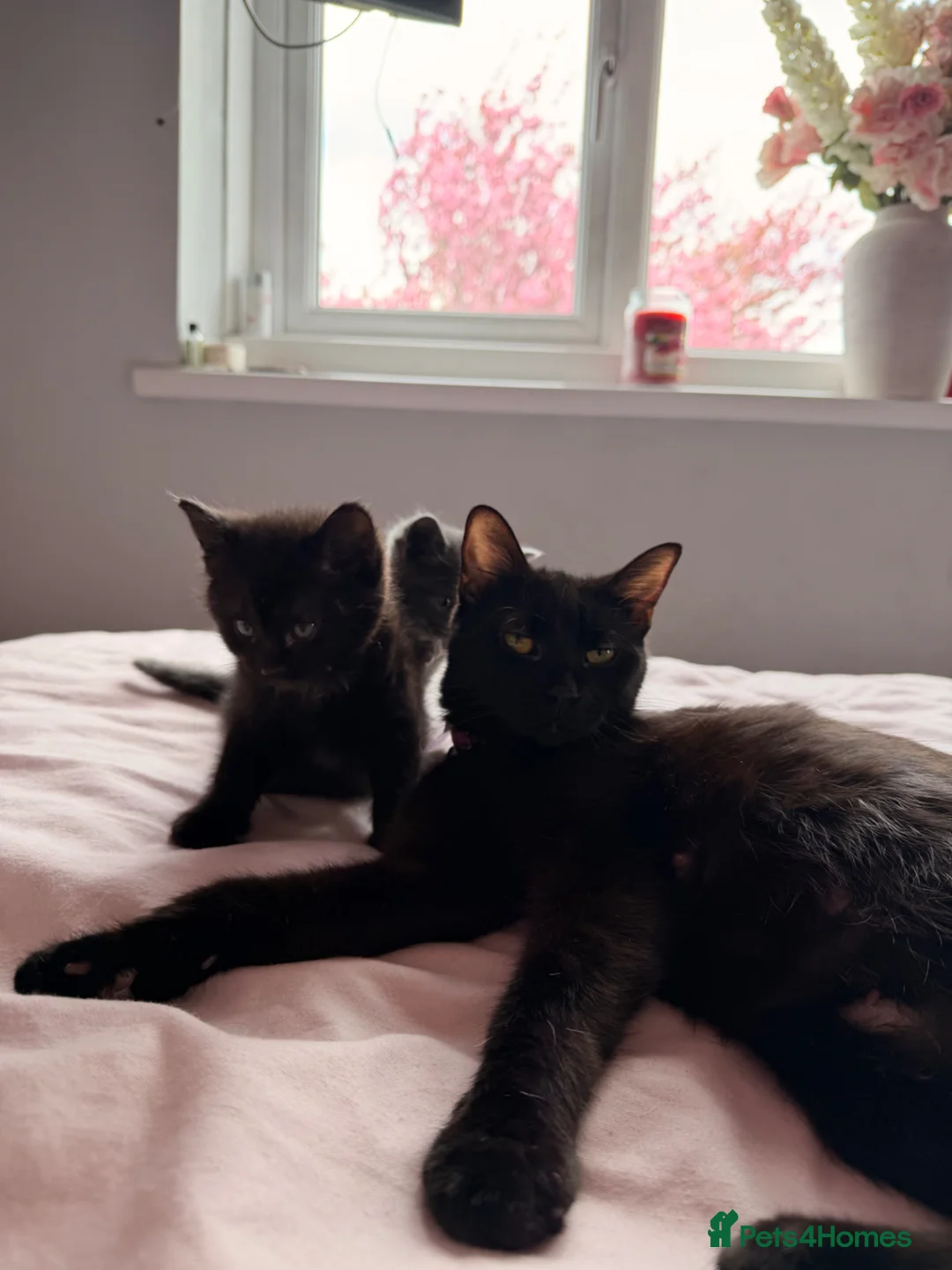 Mixed Breed cats for sale: Beautiful Kittens for sale 🐈‍⬛ - Advert 1