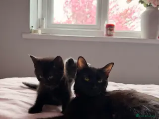 Mixed Breed cats Beautiful Kittens for sale 🐈⬛ - Advert 5