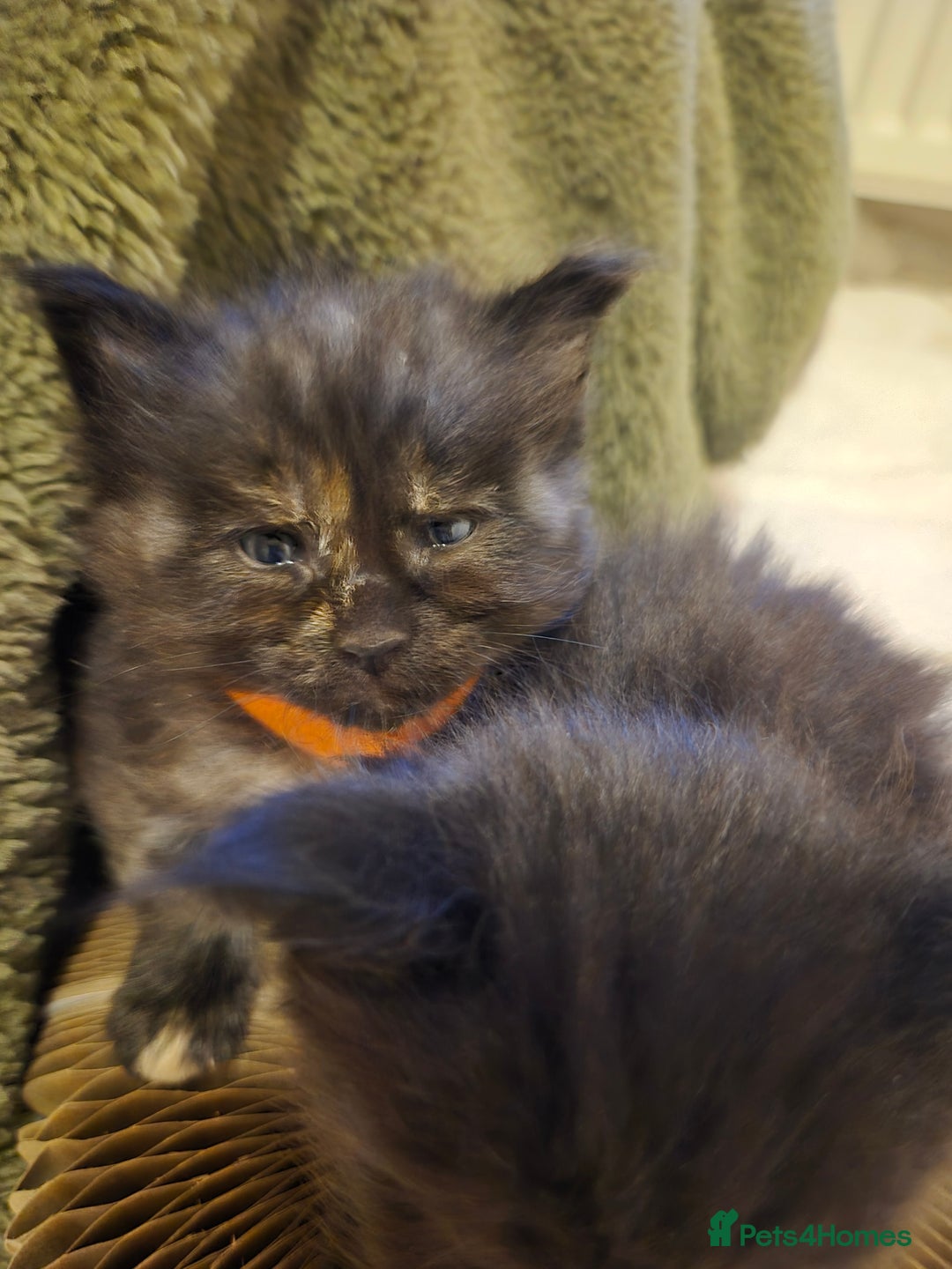 Maine Coon cats for sale: 5 week old Pure Bred Maine Coons for sale. - Image 8