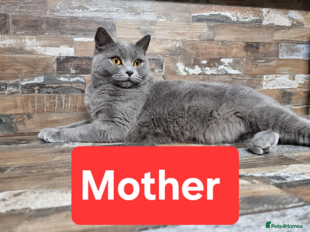 Scottish Fold cats for sale:  One Scottish fold another Scottish straight  - Image 8
