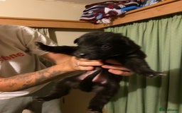 German Shepherd dogs for sale: 8 German shepherd puppies - Image 6