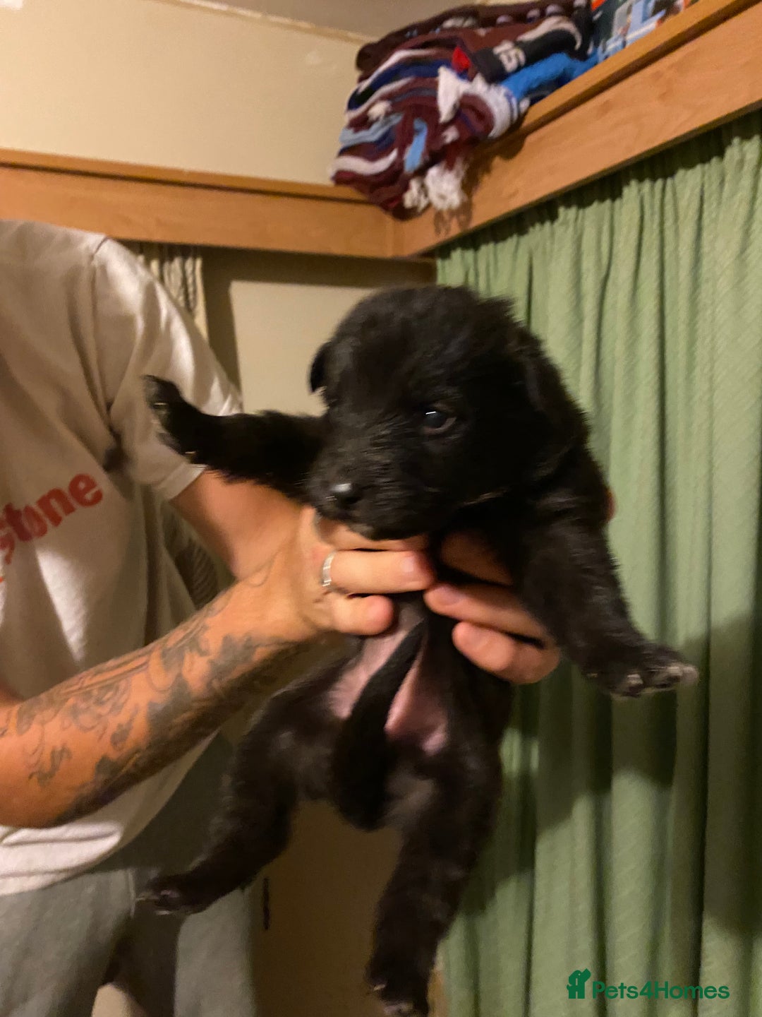 German Shepherd dogs for sale: 8 German shepherd puppies - Image 6