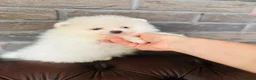 Pomeranian dogs for sale: KC white pomeranian pups ready now !  - Advert 31