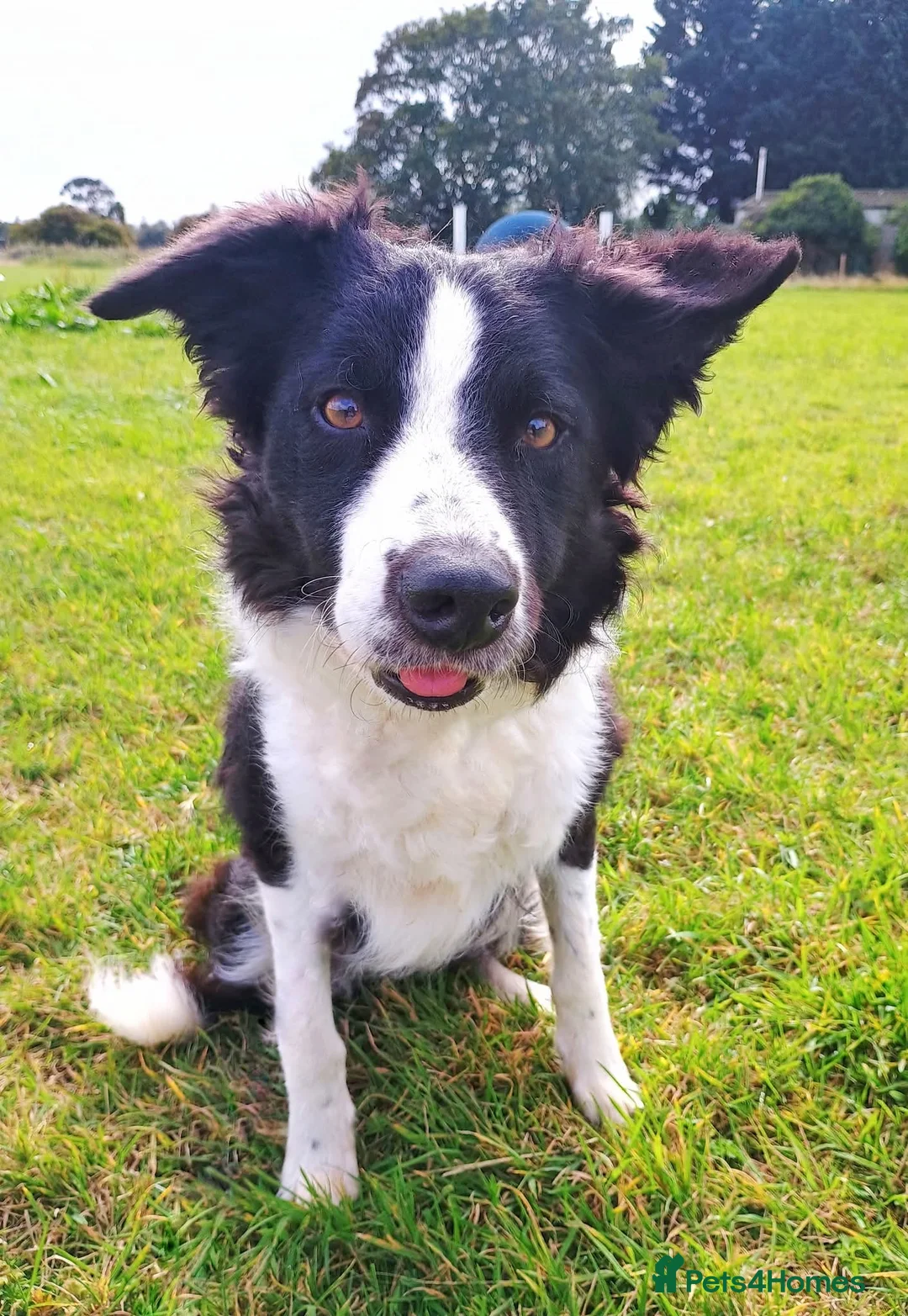 Border Collie dogs for sale: 5 year old Border Collie Female  - Advert 1