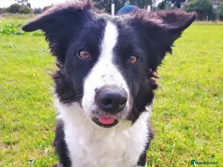Border Collie dogs 5 year old Border Collie Female - Advert 3