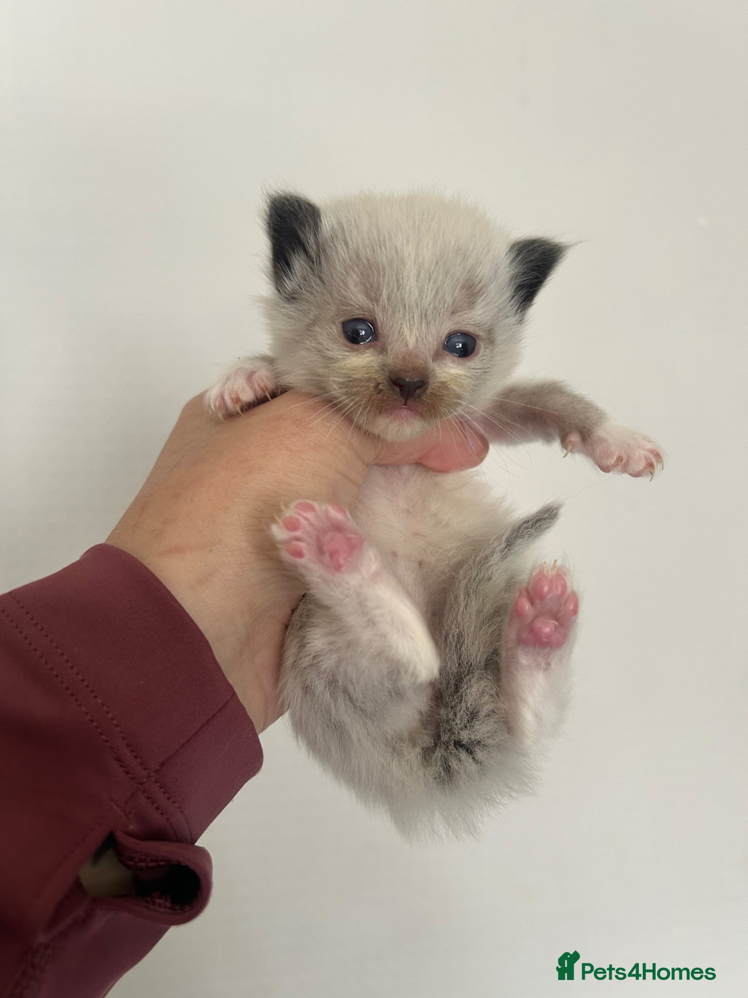 Ragdoll cats for sale: Ragdoll kittens 💕💙 - Advert 11