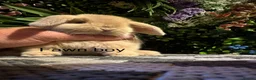 Mini Lop rabbits for sale: Mini lops ready to reserve   - Advert 2