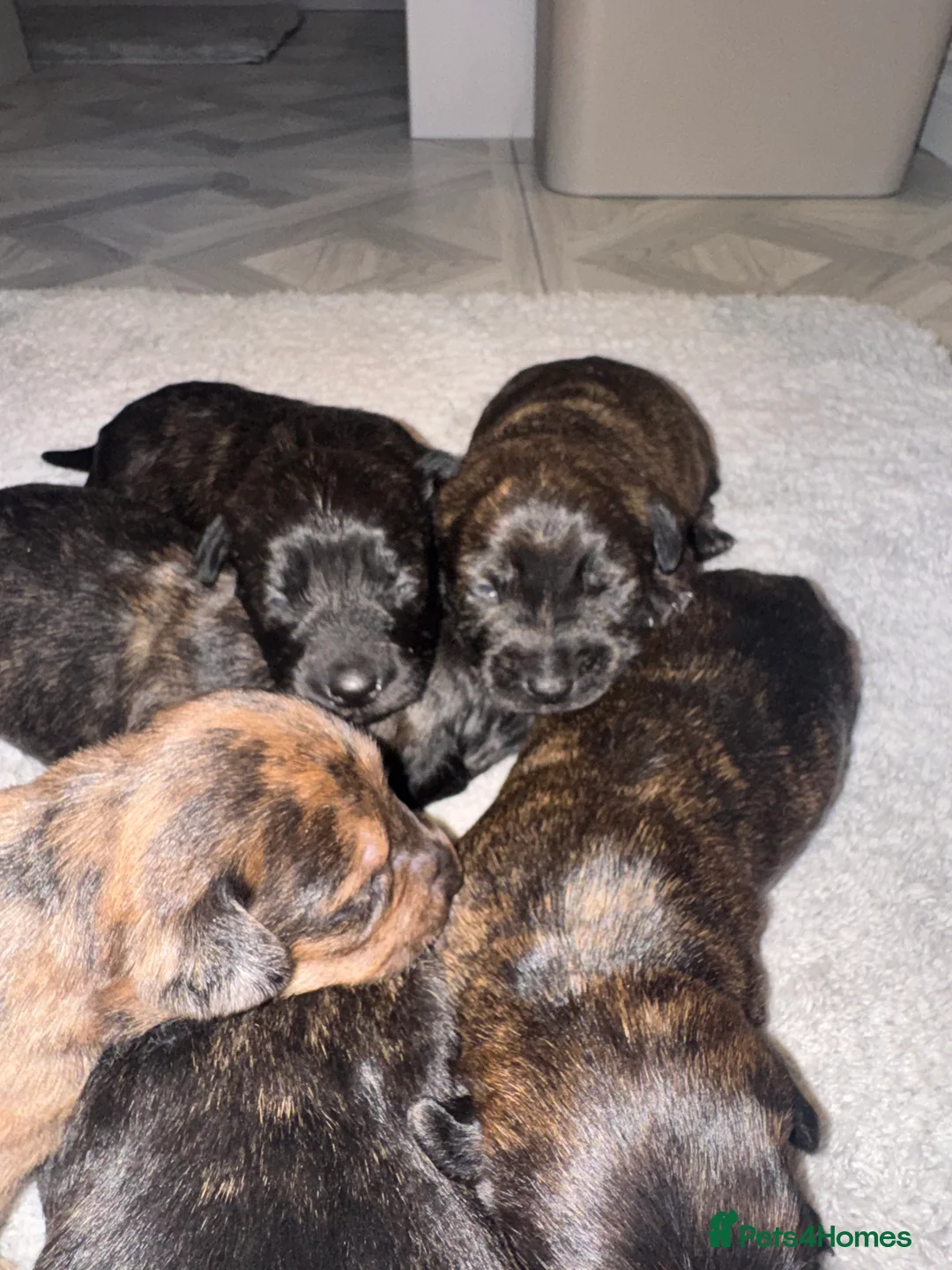 Mixed Breed dogs for sale: Beautiful Dachshund X westie puppies - Advert 10