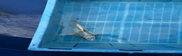 Koi Carp fish for sale: Koi carp - Advert 7
