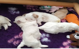 Maltese dogs for stud: Maltese Stud - Image 7
