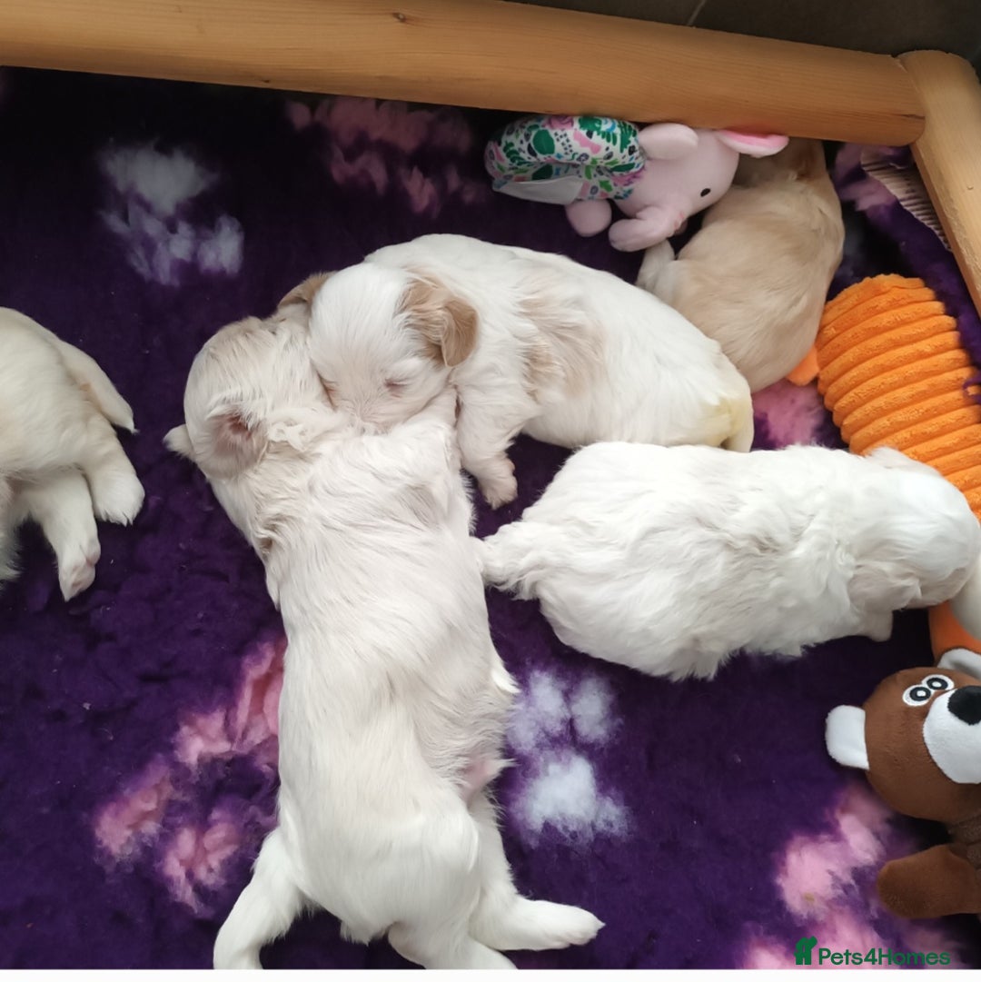 Maltese dogs for stud: Maltese Stud - Image 7