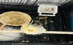 Cockatiels birds for sale: M r.    - Image 3