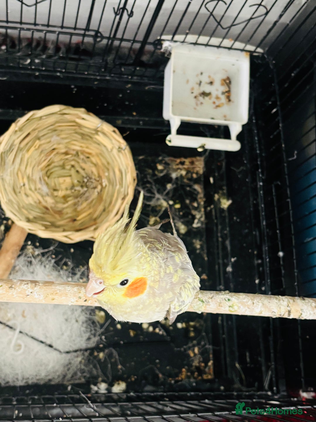 Cockatiels birds for sale: M r.    - Image 3