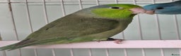 Mixed Breed birds for sale: Stunning Baby Parrotlets available now!!! - Advert 5